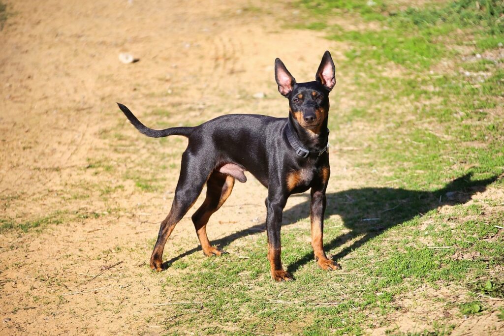 long legged terrier breeds
