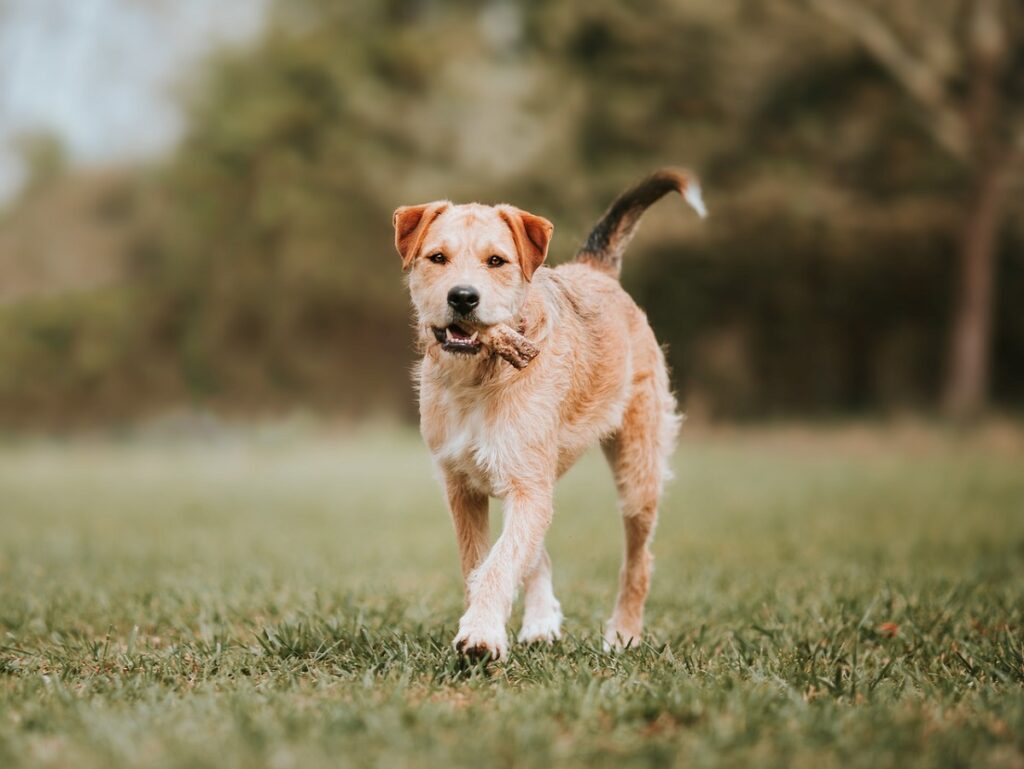 long legged terriers
