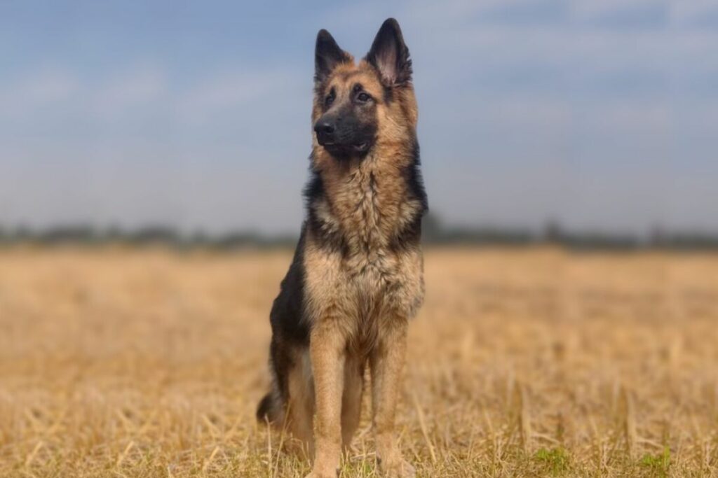 long nose dog