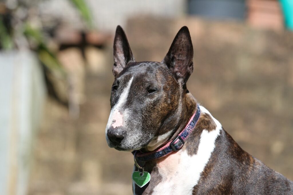 long snout dog breeds