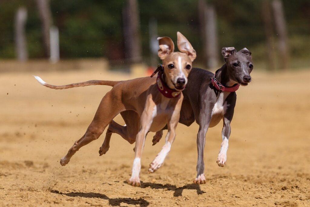 long nosed dog