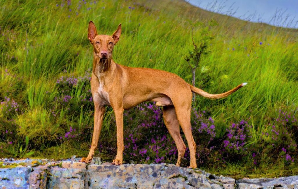 long snout dog