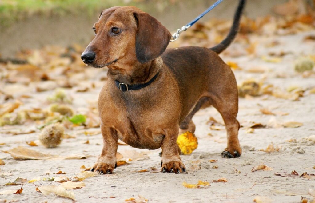 longest lived dog breeds
