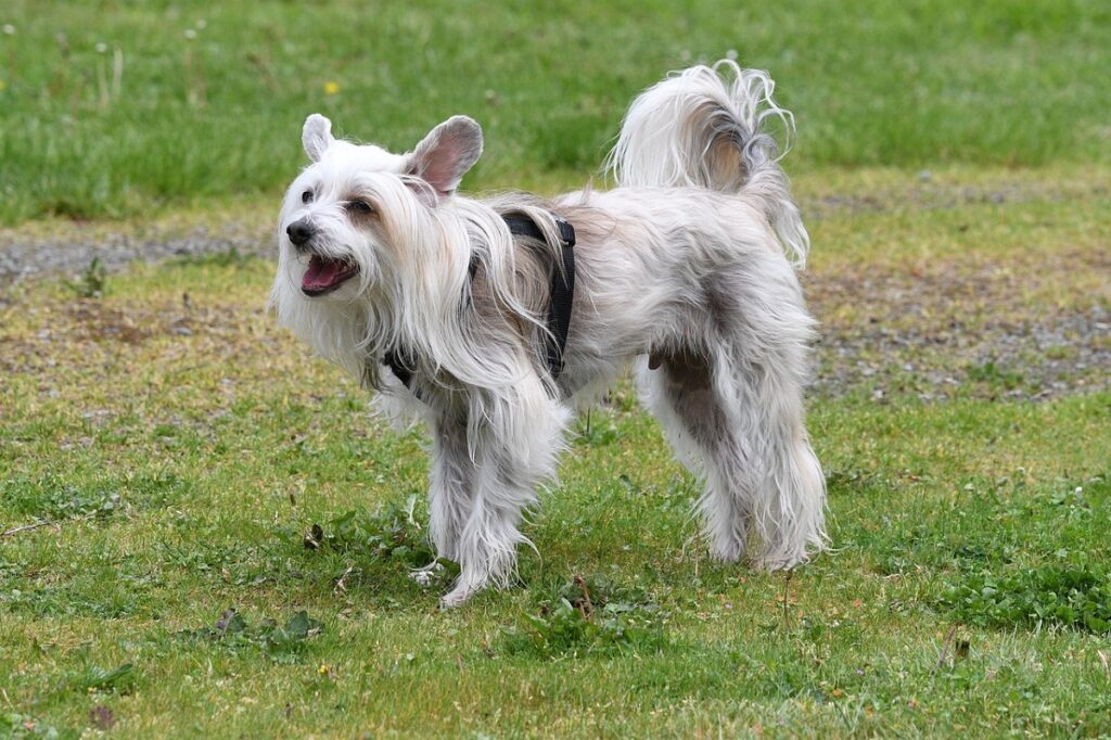 longest lived large dog breed
