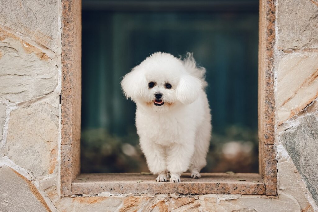 longest living dog
