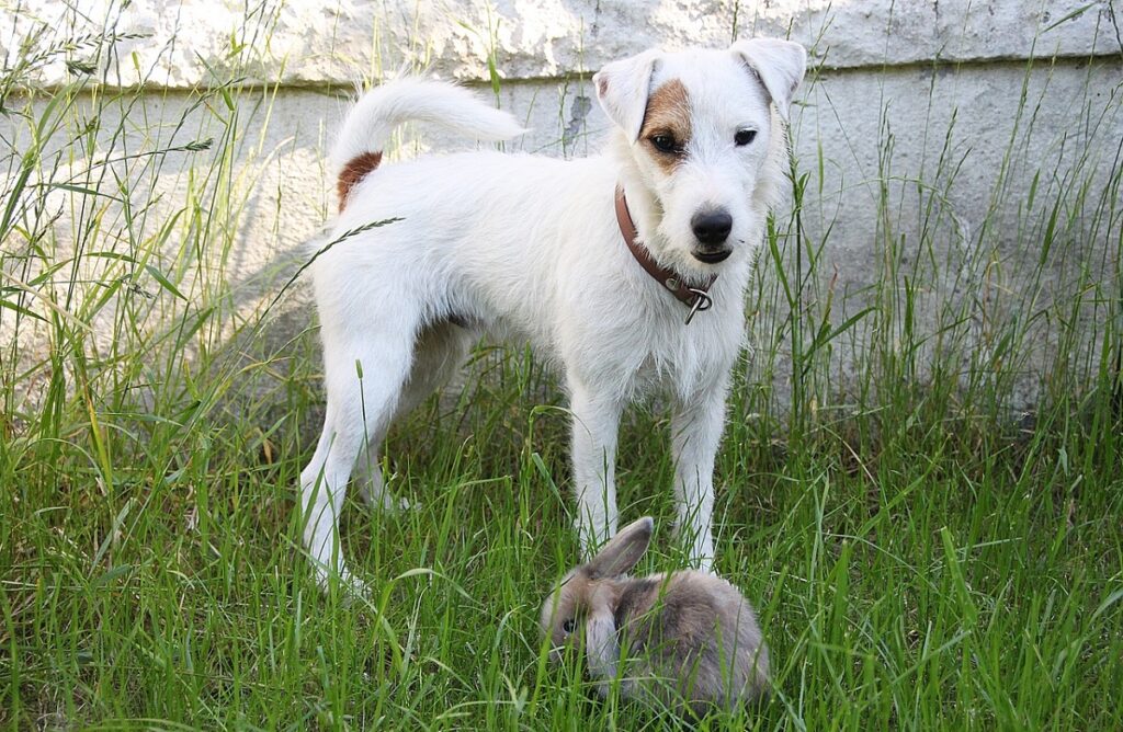 longest living dog breed
