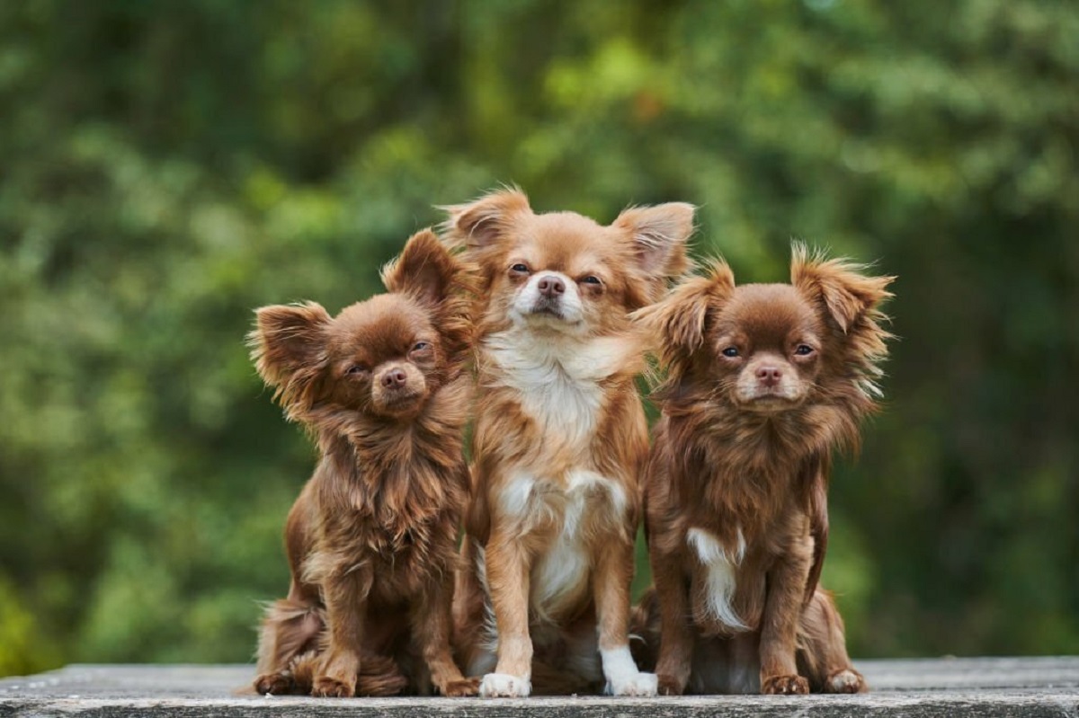 longest living dog breed chihuahua