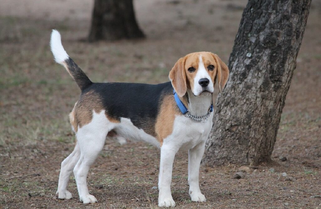 longest living dogs
