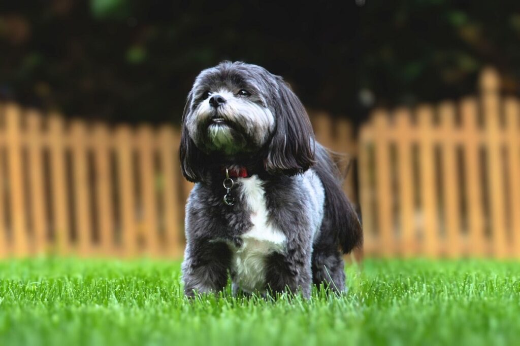 low energy guard dogs