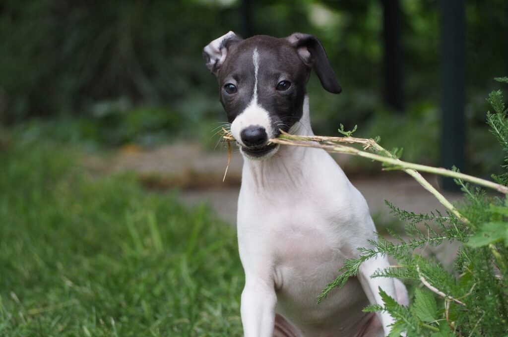 low exercise dog
