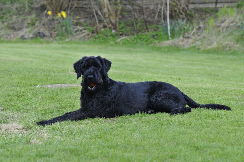 low-shedding large dogs
