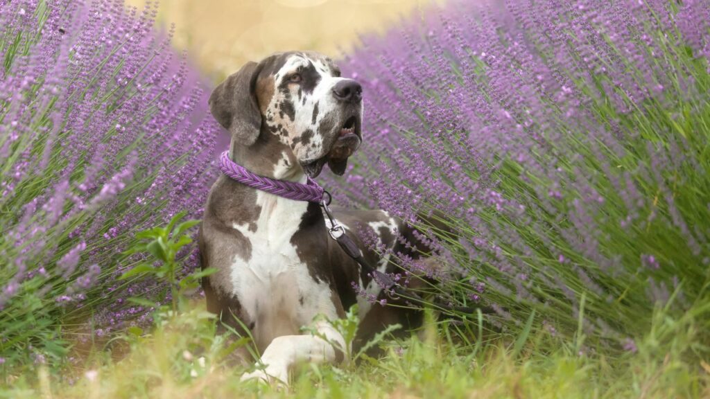 majestic looking dogs