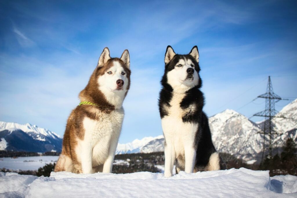 malamute husky