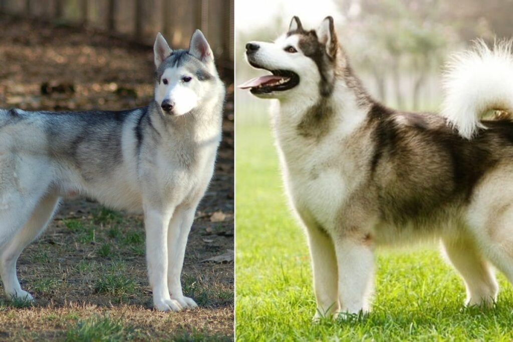 malamute vs husky