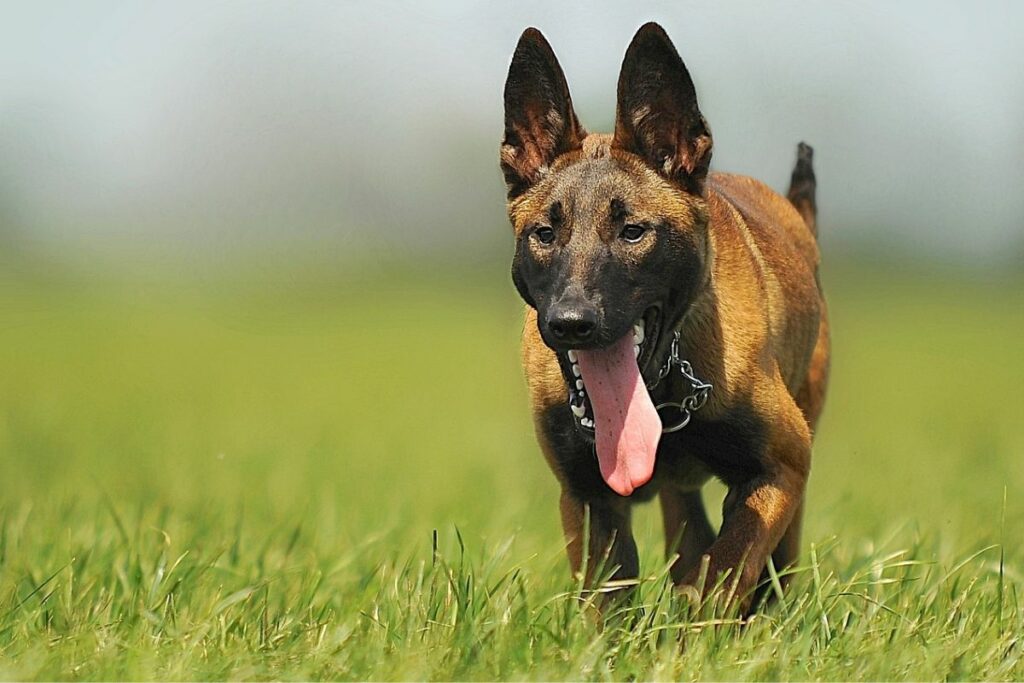 doberman and malinois mix
