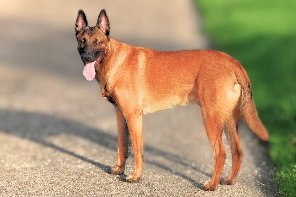 belgian malinois
