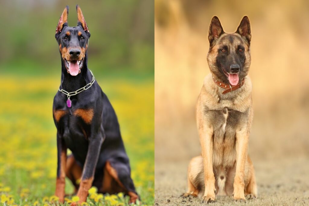 belgian malinois vs doberman
