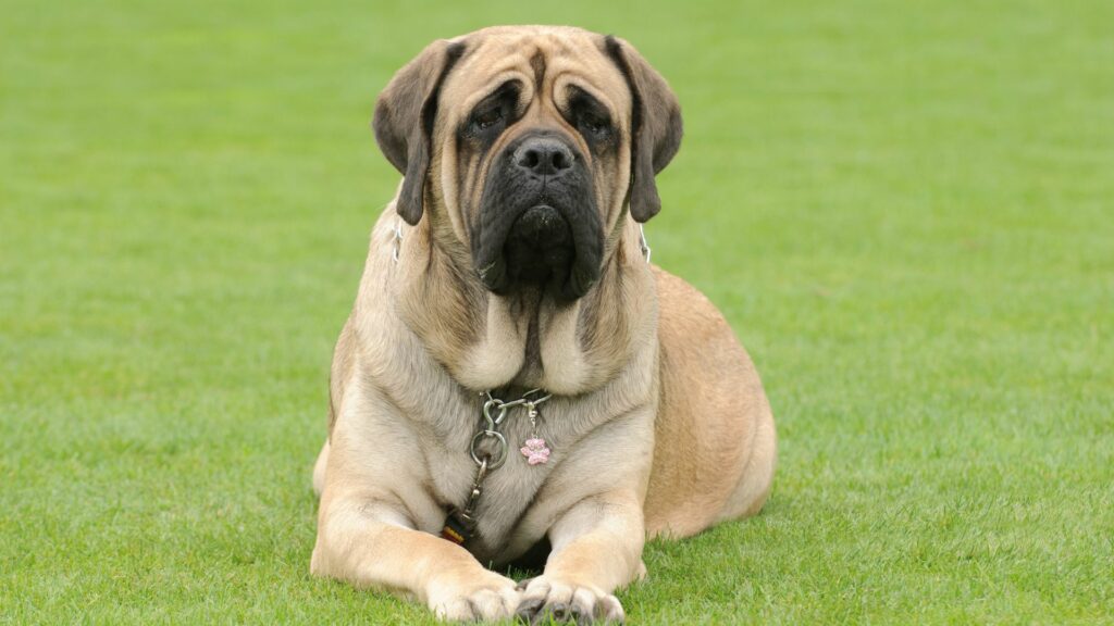 rare mastiff breeds
