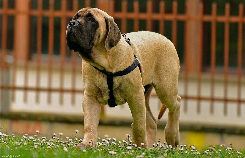 mastiff dog breeds
