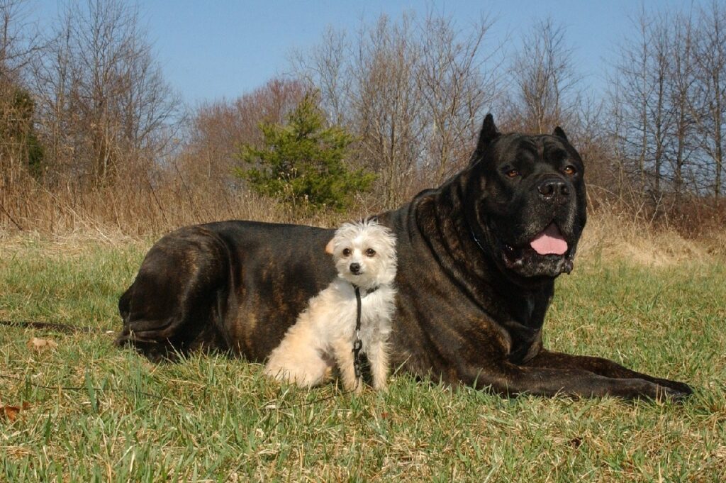 mastiff types
