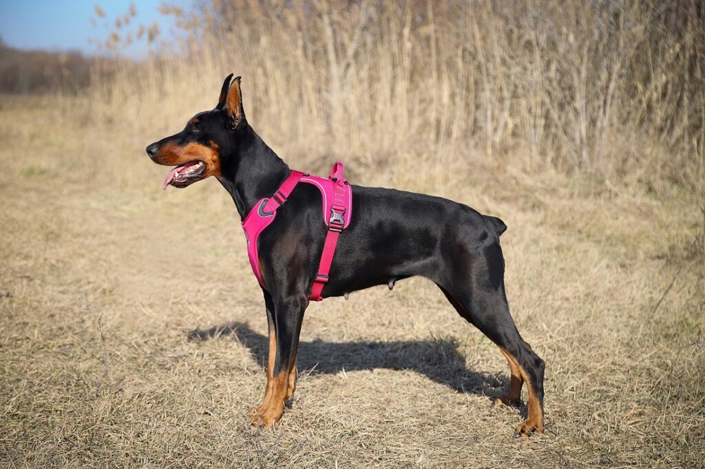 black dobermans
