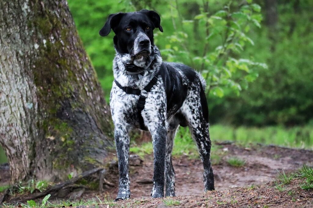 medium sized dog breeds short hair
