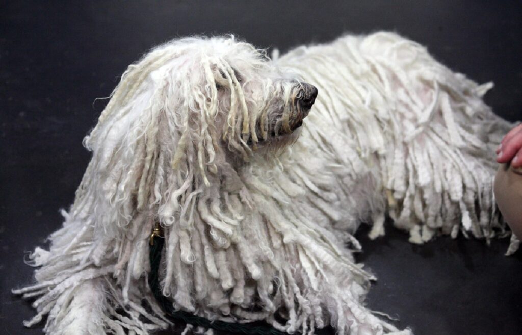 medium sized dogs hypoallergenic