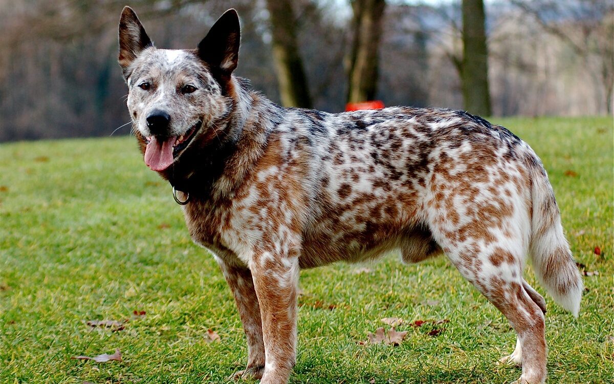 medium sized white dog with brown spots
