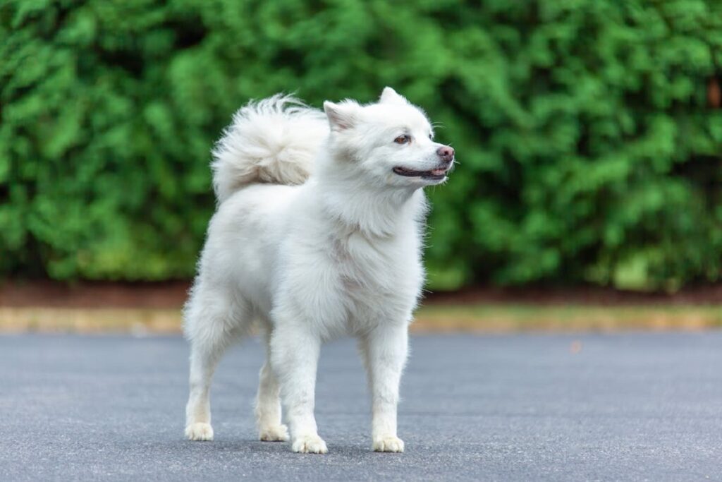 medium sized white dogs
