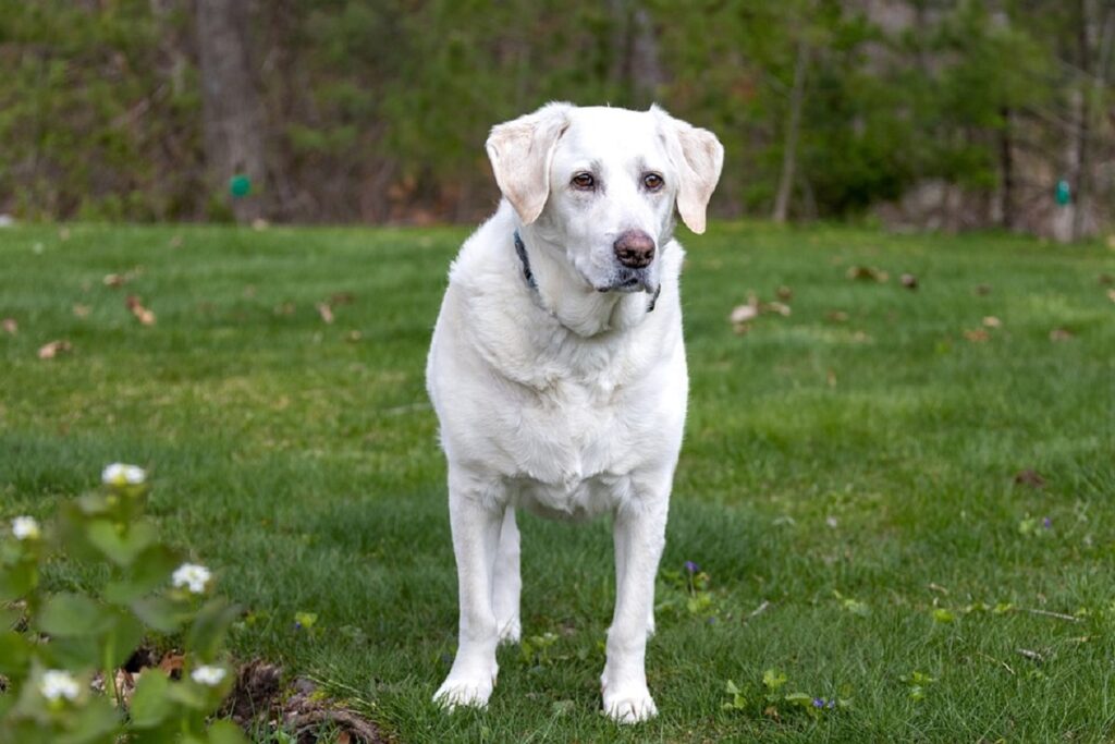 medium to small dog breeds
