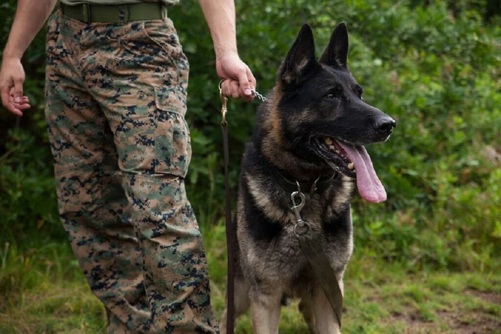 military dogs breeds