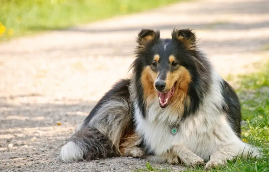 different breeds of small dogs
