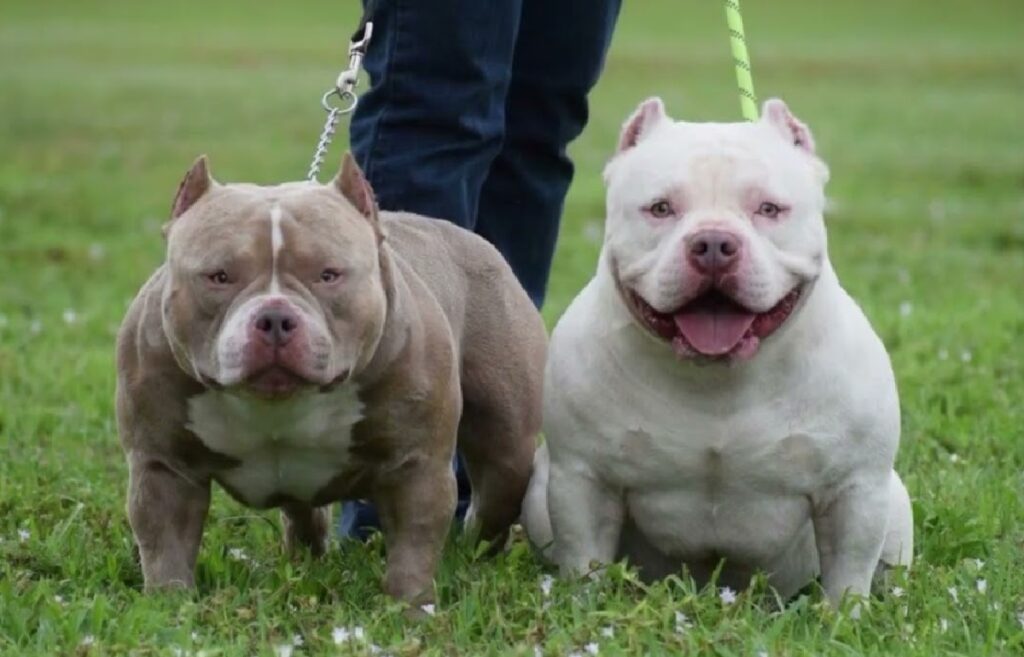 miniature pocket pitbull