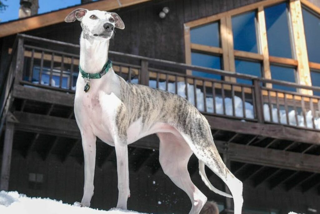 miniature whippet dog