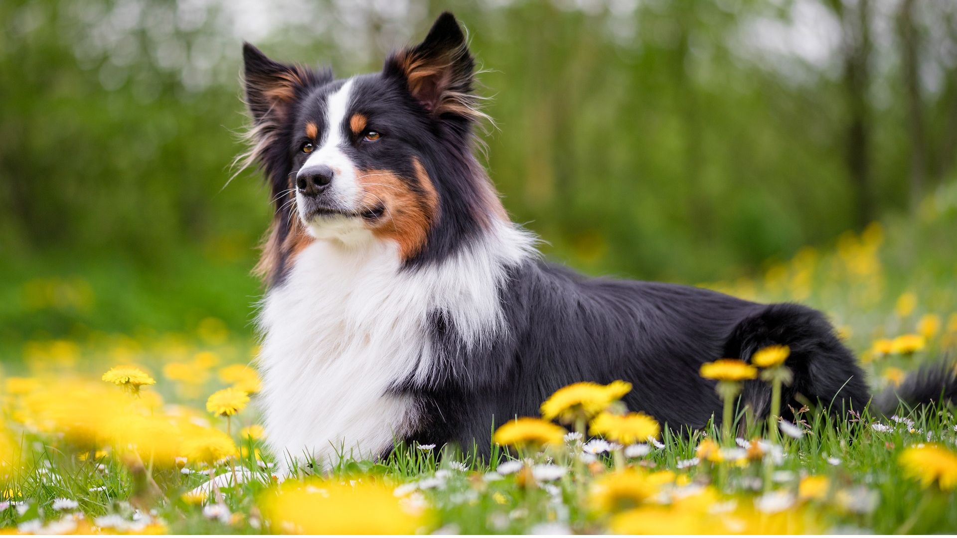 most beautiful dog breeds