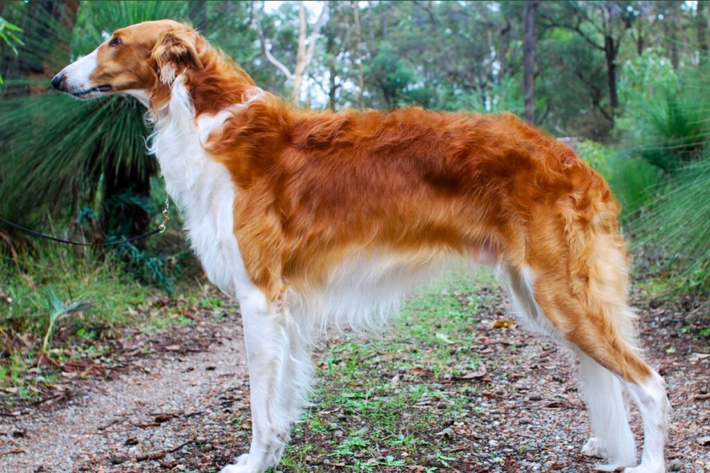 most exotic dogs