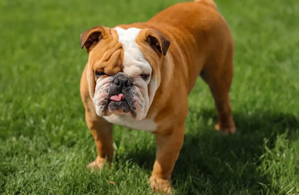 most famous dog breeds
