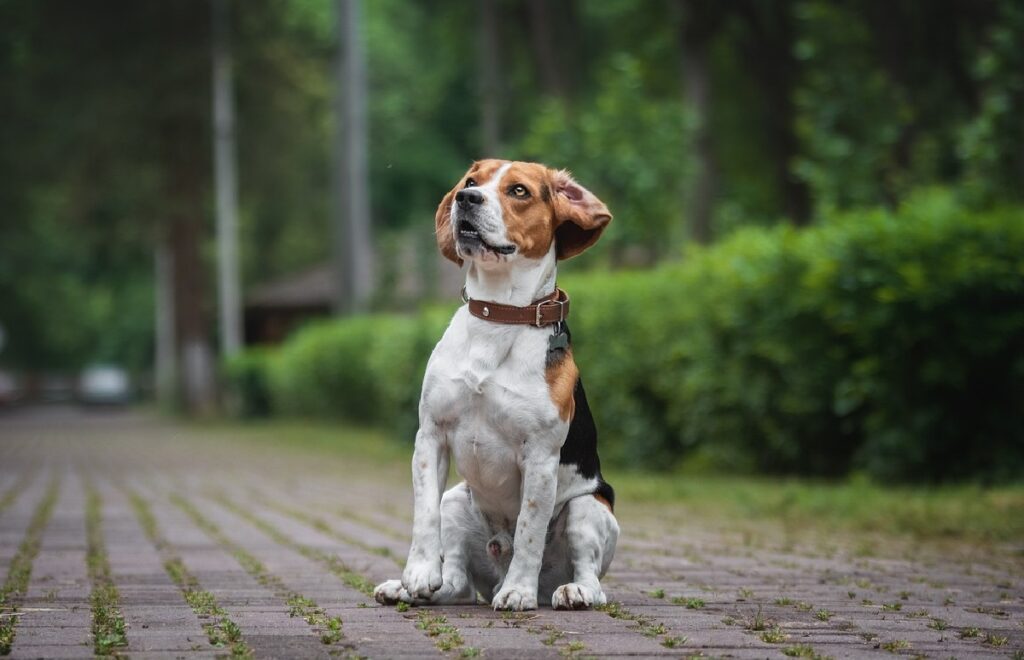 most friendly dogs
