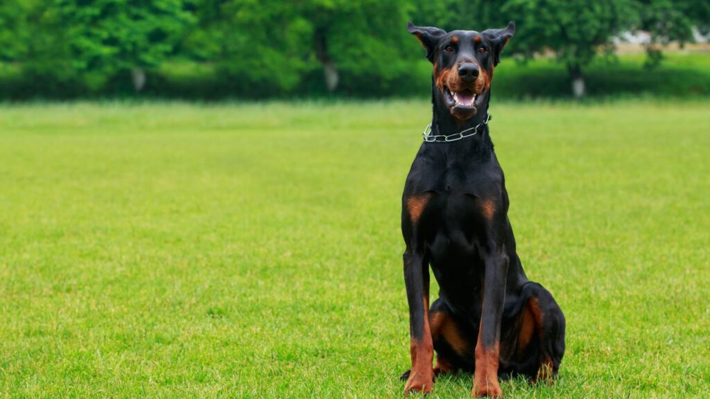 most intelligent dog breeds