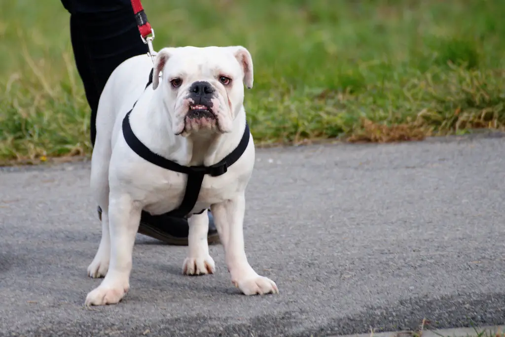 most muscular dog breed
