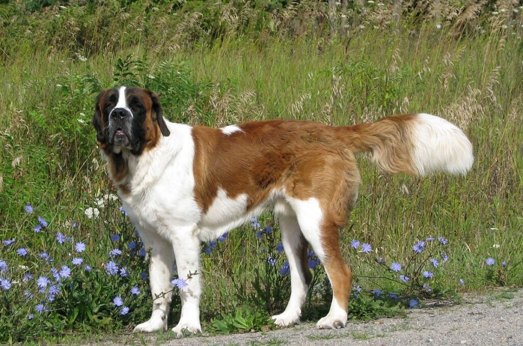 most powerful dog breeds
