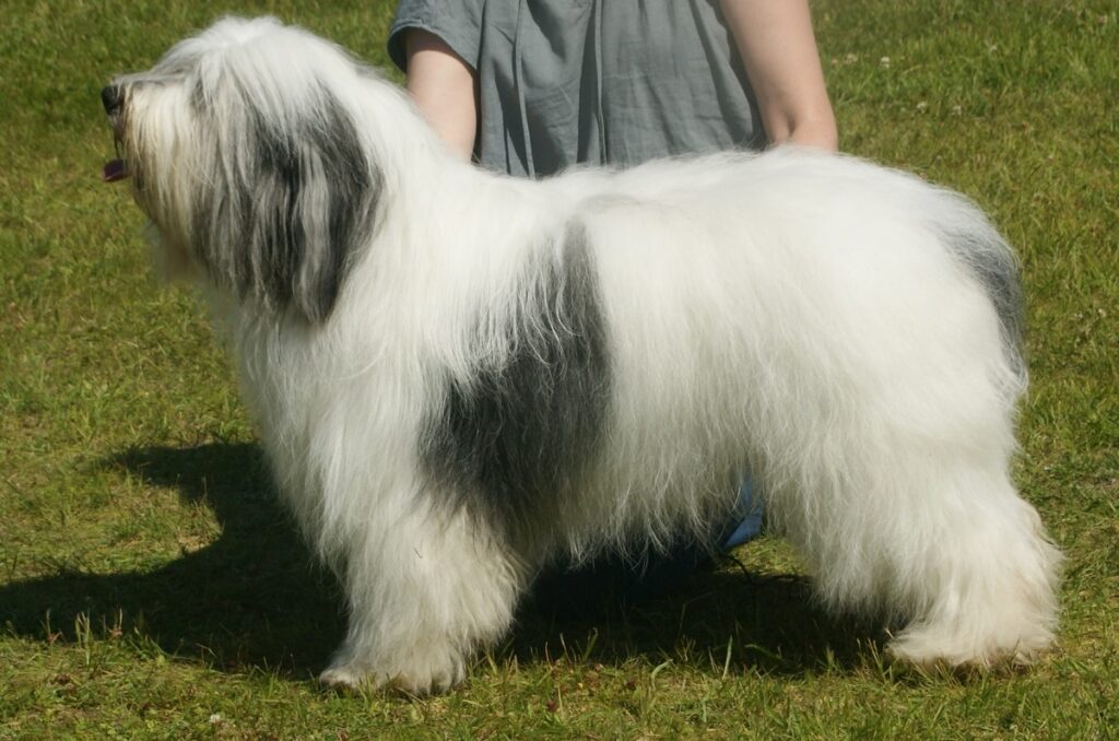 most rare dog breeds
