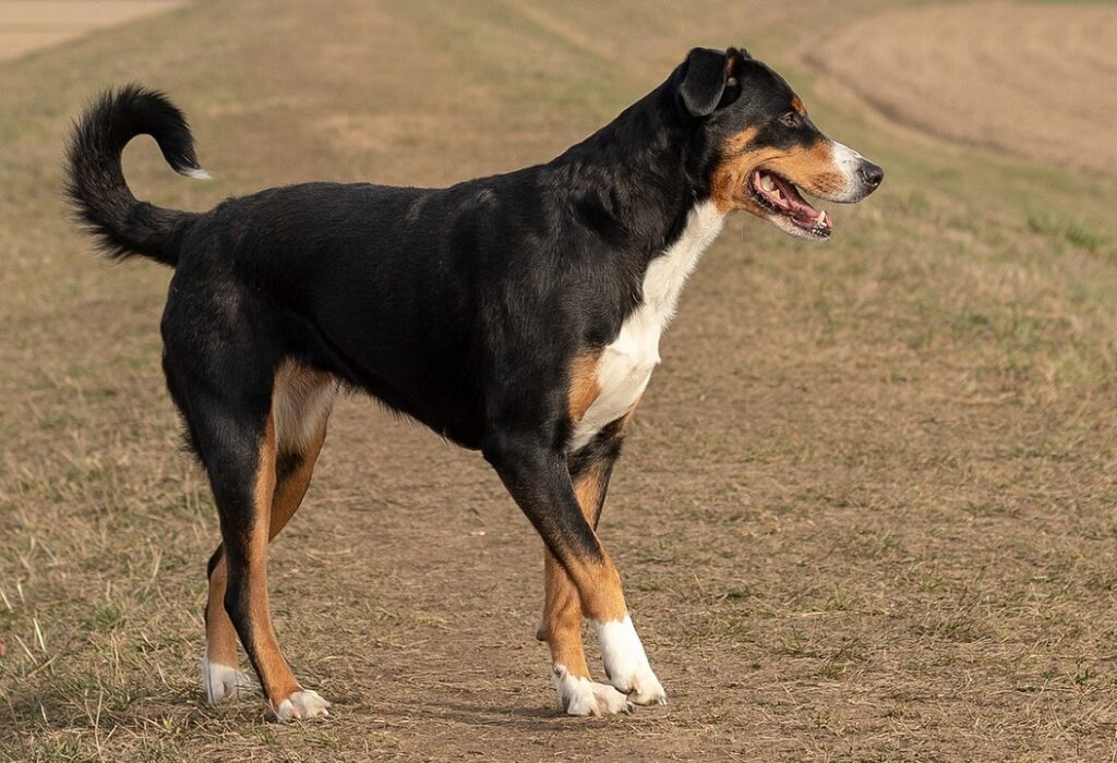 mountain dog breeds
