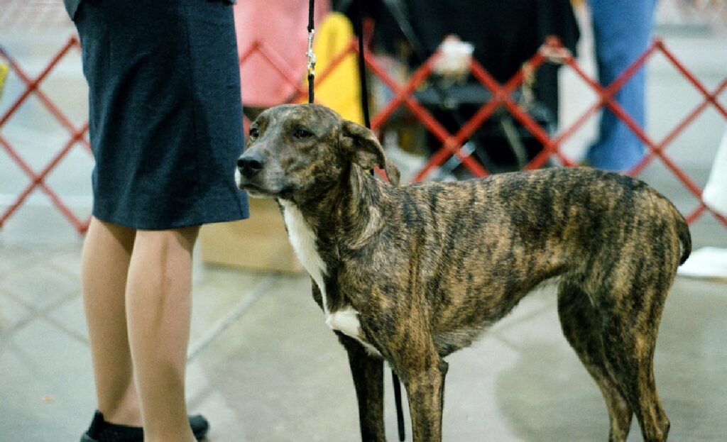 Mountain Cur dog