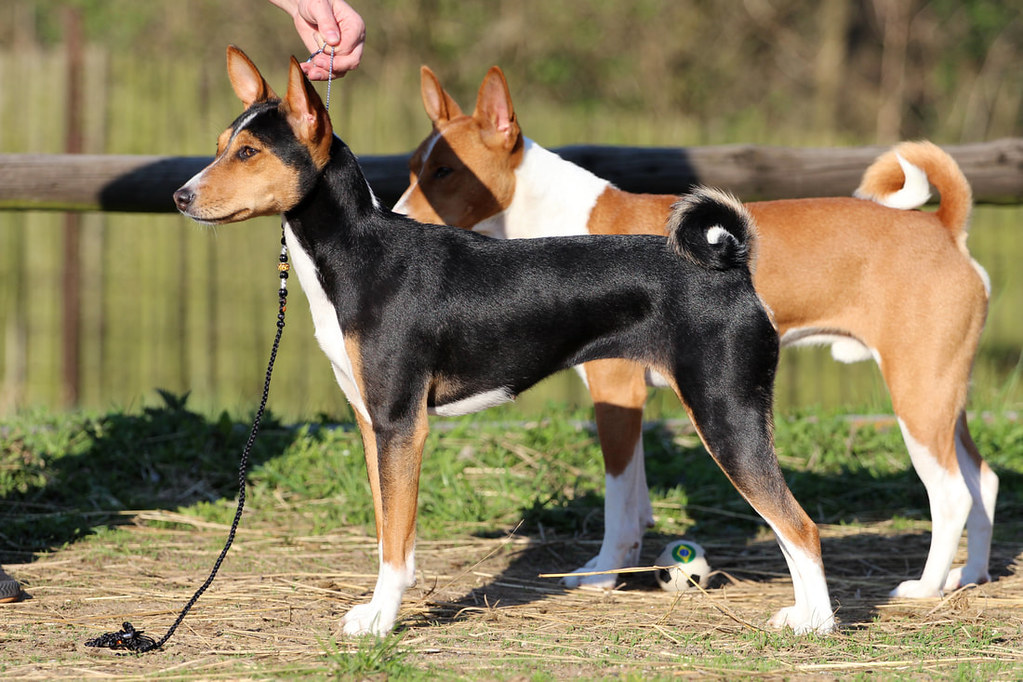 multicolored dog
