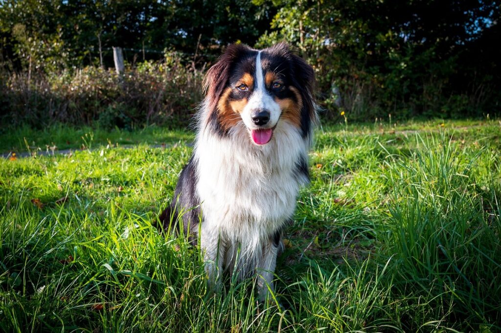 multicolored dogs
