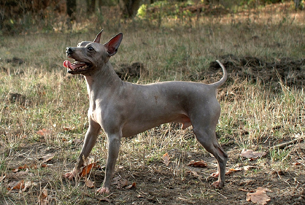 naked dog breeds
