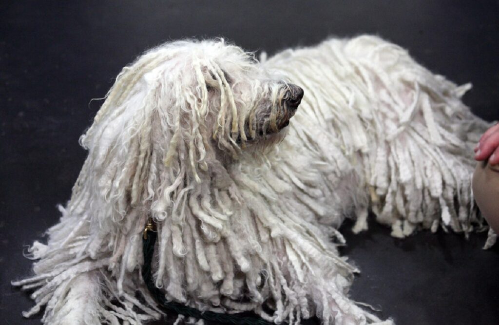 komondor ugly dog breed
