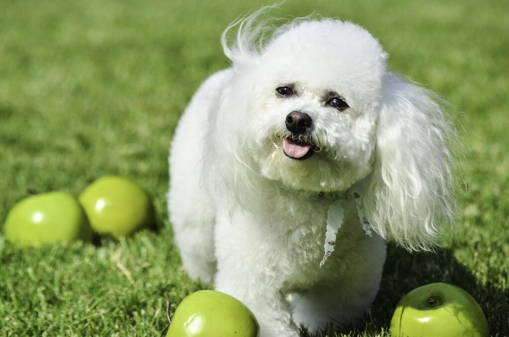 minimal shedding dogs