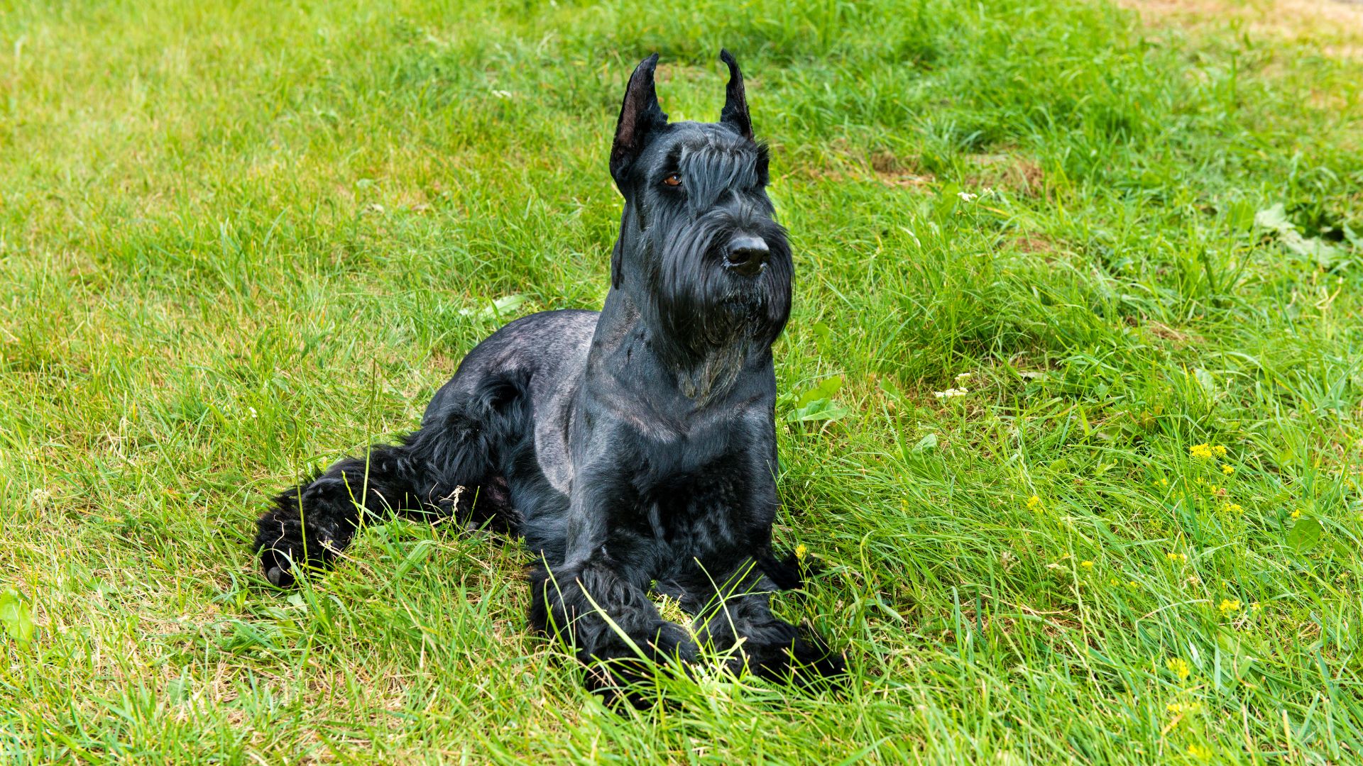 non shedding guard dogs